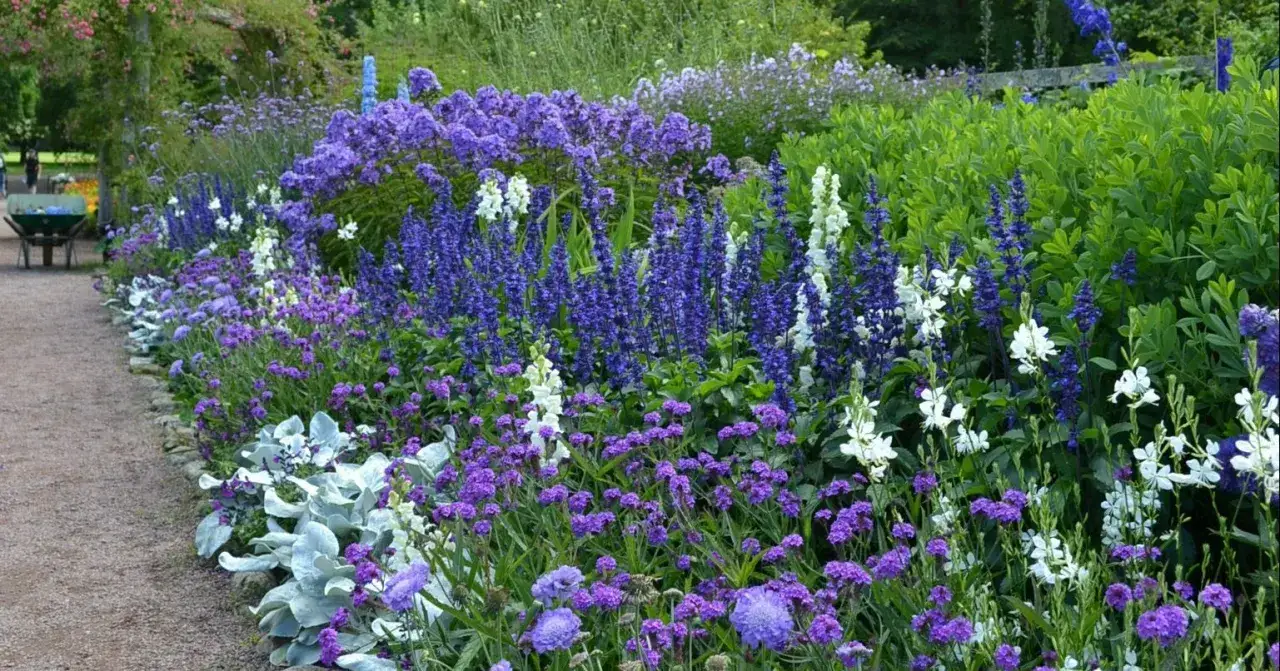En lummig rabatt med massor av bl&aring; blommor i olika nyanser, fr&aring;n djupbl&aring;tt till lila, blandat med vita blommor och gr&ouml;na blad. En grusg&aring;ng leder f&ouml;rbi.