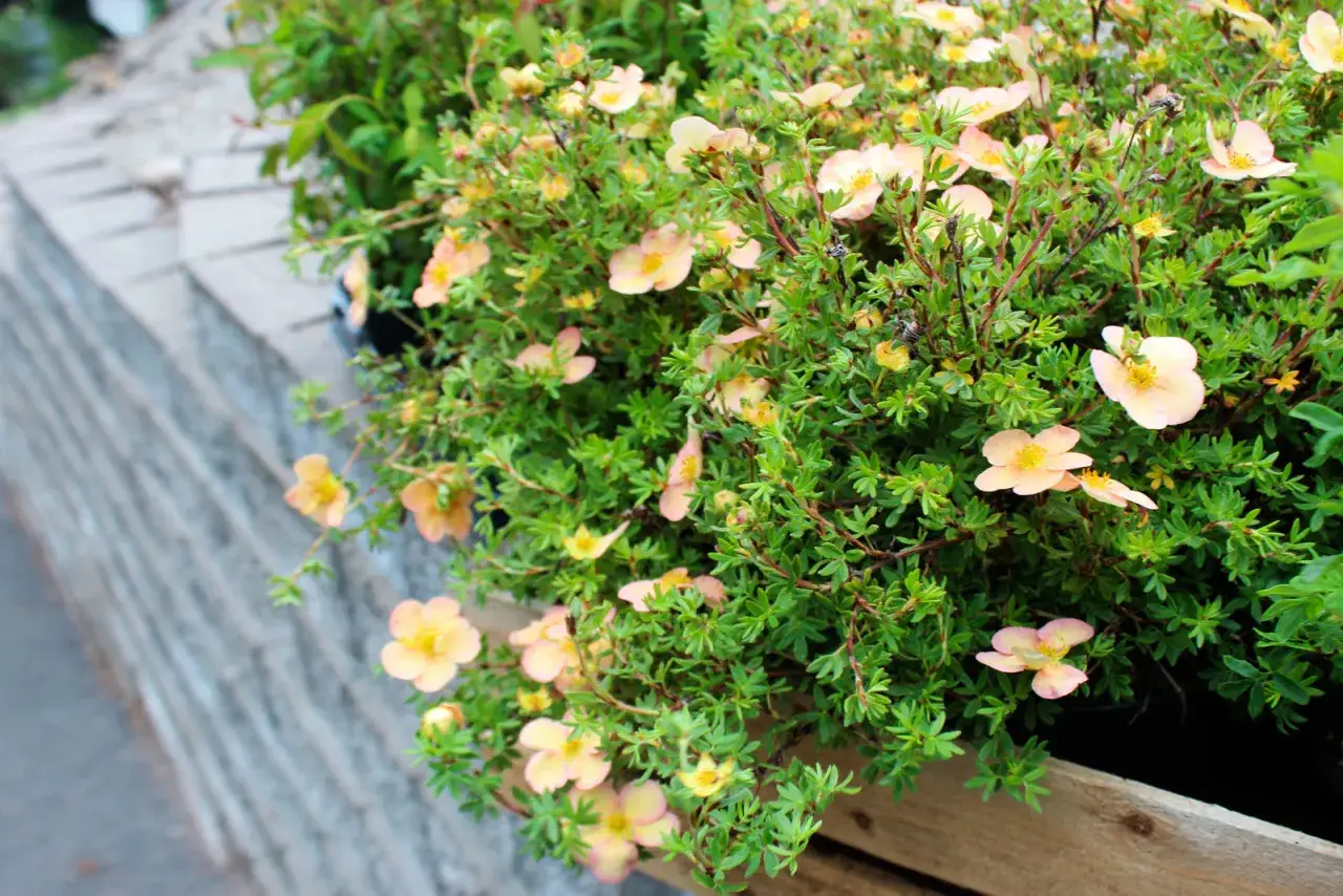 Buskar med sm&aring;, ljusrosa blommor och gr&ouml;na blad. Dessa torkt&aring;liga buskar trivs i soliga l&auml;gen och ger f&auml;rg till tr&auml;dg&aring;rden.