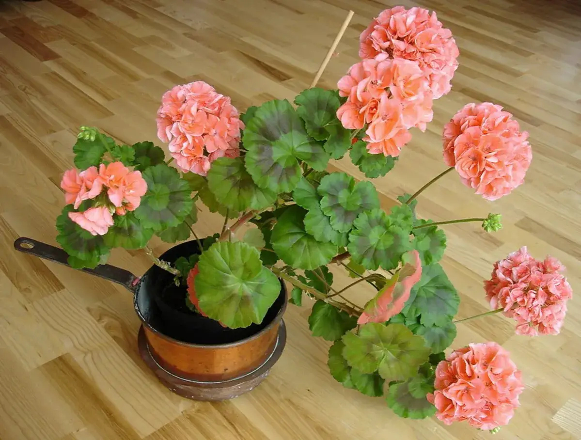 En vacker pelargon i en kopparkastrull. Det &auml;r dags att klippa pelargoner f&ouml;r att f&aring; dem att blomstra &auml;nnu mer.