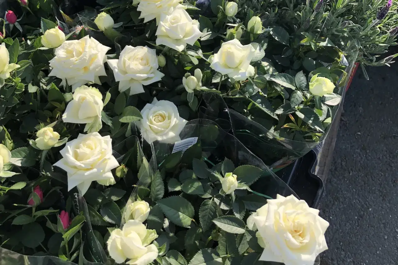 Vita rosor på balkongen, redo att lysa upp hemmet. Vackra blommor i full blom.