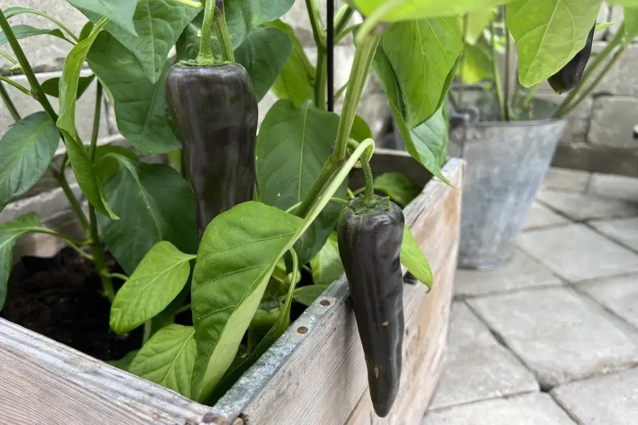 M&ouml;rka paprikor v&auml;xer i en tr&auml;kruka, redo att sk&ouml;rdas. En lyckad plantera paprika!