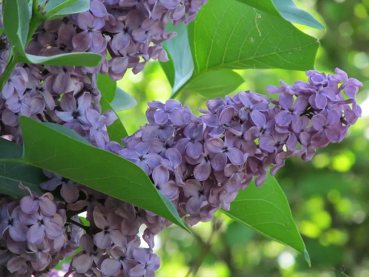 Lila syrenblommor i full blom. En vacker gren med m&aring;nga sm&aring; blommor som v&auml;ntar p&aring; att klippa.