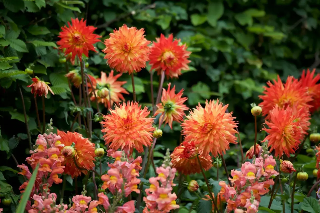 En rabatt med lysande orange dahlior och rosa lejongap, en vacker septemberblomma som lyser upp trädgården.