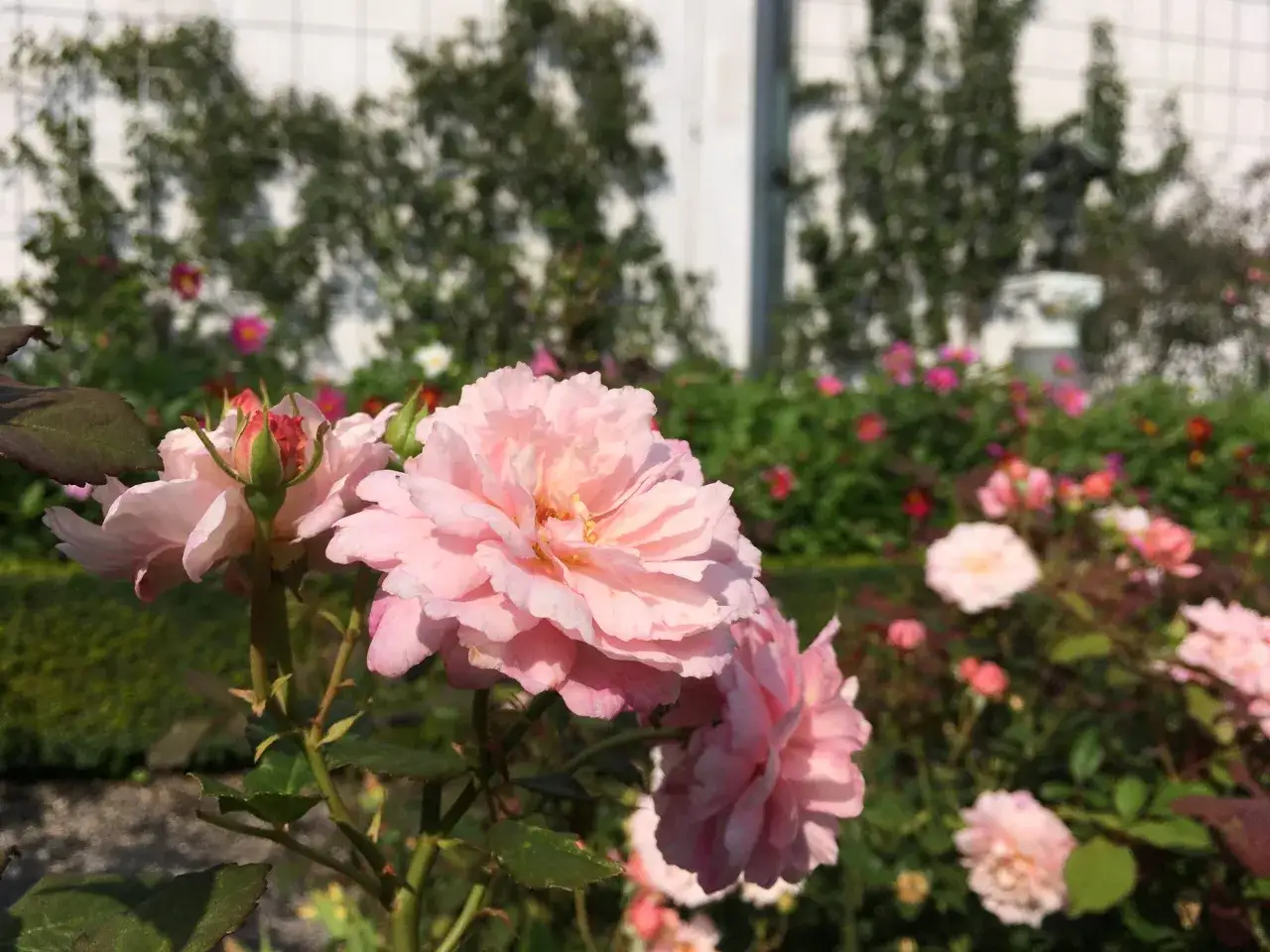 En bukett ljusrosa rosor blommar i en trädgård, en perfekt hyllning till rosens dag.