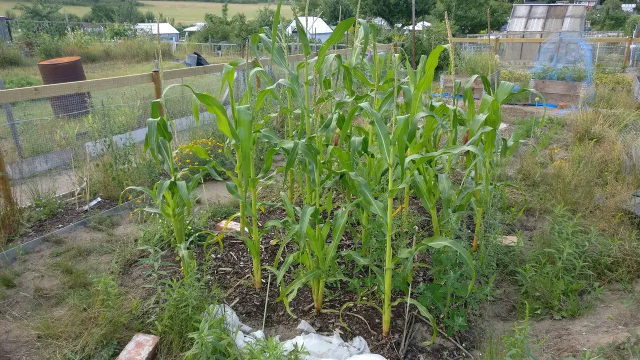 En frodig majsodling d&auml;r det &auml;r sp&auml;nnande att plantera popcorn. Gr&ouml;na blad och stj&auml;lkar str&auml;cker sig mot himlen i en solig tr&auml;dg&aring;rd.