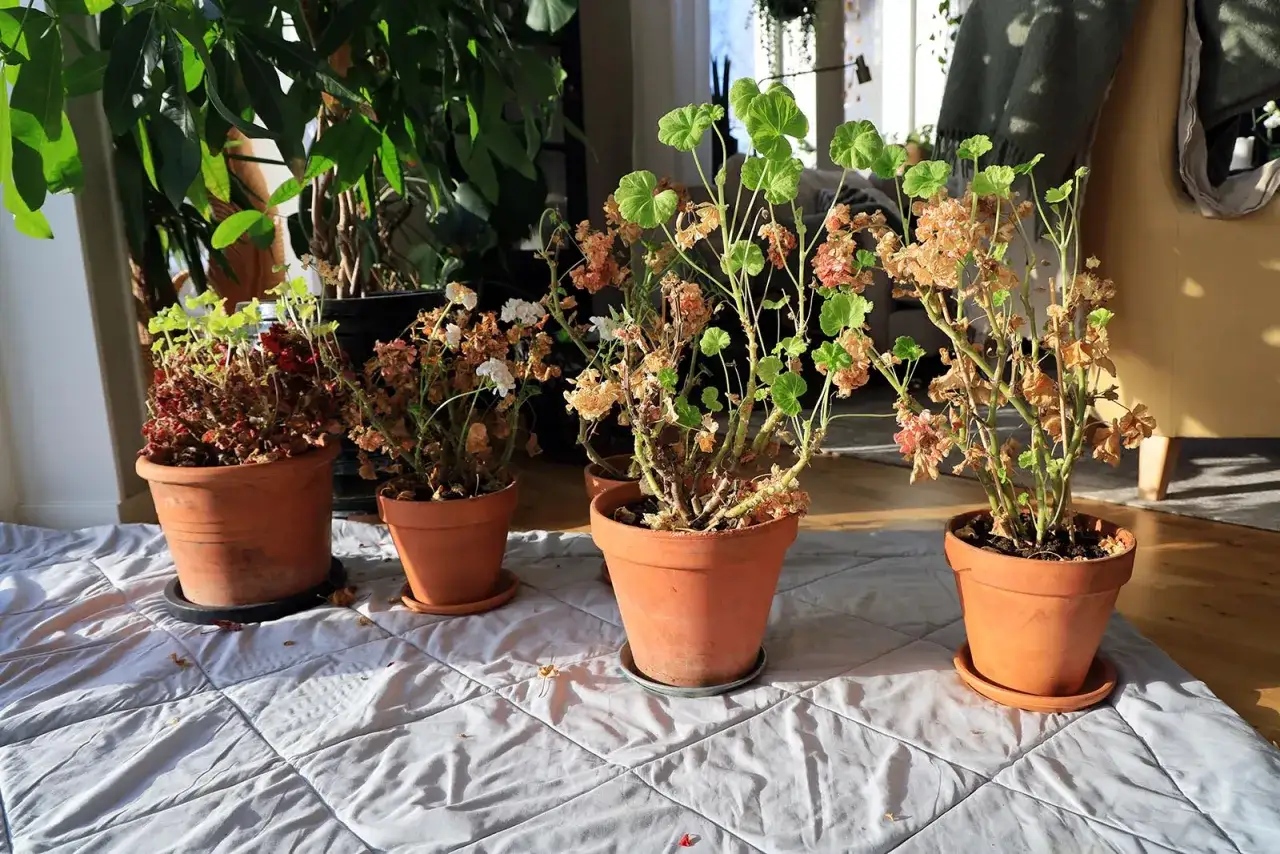 Pelargoner i krukor, vissa med vissnade blad, andra med nya gr&ouml;na skott. Kanske fel temperatur?