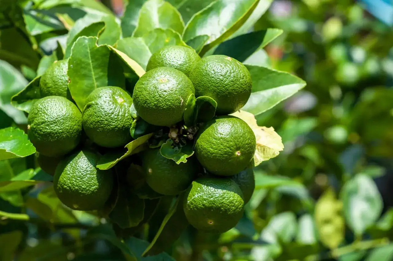 En klase gr&ouml;na, omogna citrus aurantifolia h&auml;nger fr&aring;n en gren.