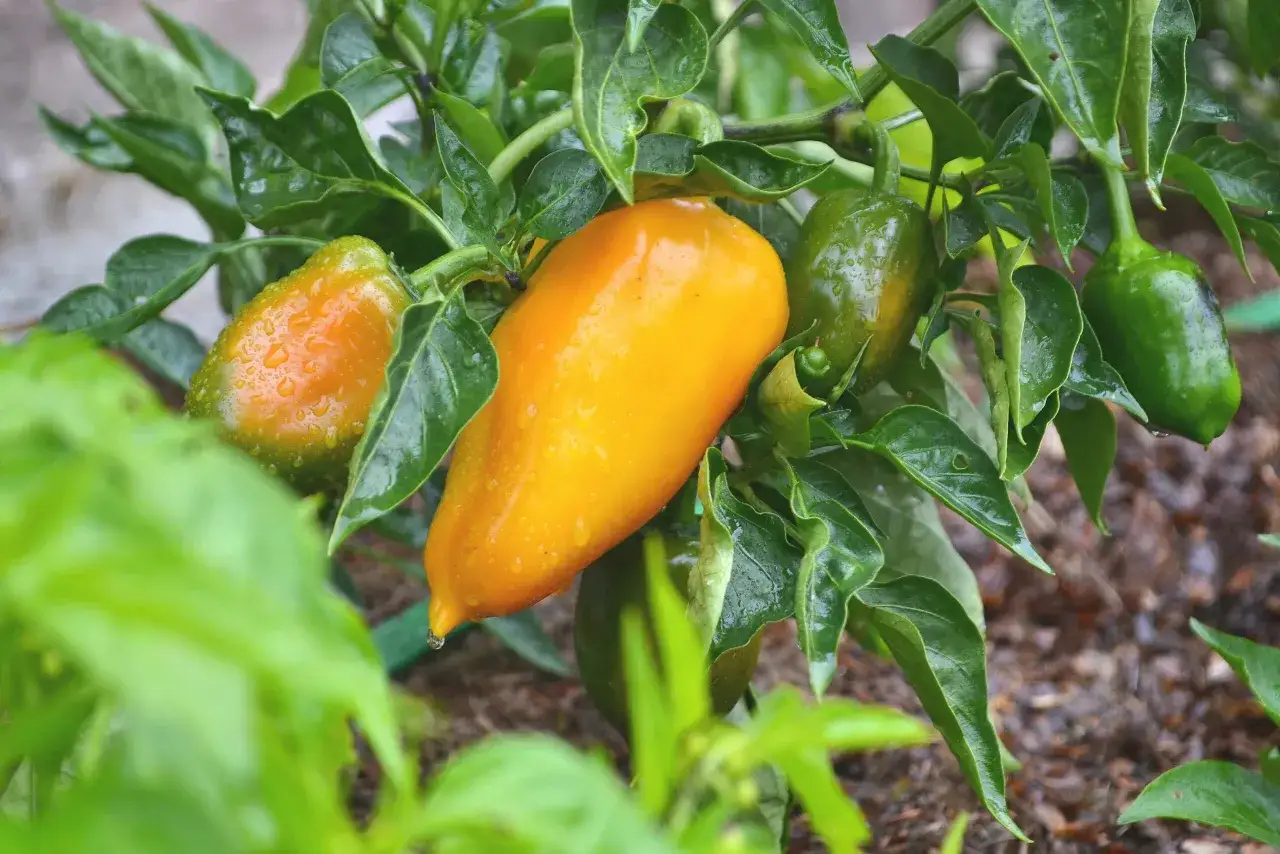 En gul och gr&ouml;na snackpaprika h&auml;nger p&aring; en gren, t&auml;ckta av regndroppar. En p&aring;minnelse om att odla egna gr&ouml;nsaker.