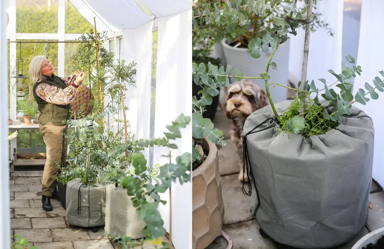 Hanna Wendelbo pysslar i v&auml;xthuset med sina eukalyptusplantor. En s&ouml;t hund tittar nyfiket p&aring;.