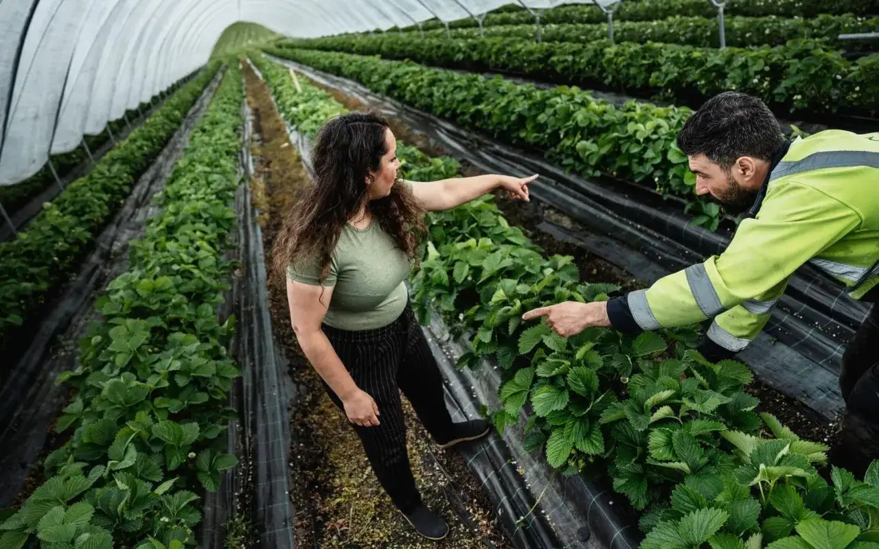 Tv&aring; personer diskuterar jordgubbsodling i ett v&auml;xthus. De pekar p&aring; plantorna och undrar hur mycket jordgubbar per person som kan sk&ouml;rdas.