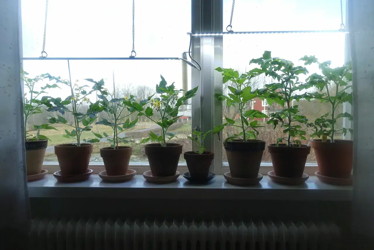 Flera tomatplantor i krukor p&aring; en f&ouml;nsterbr&auml;da, med v&auml;xtbelysning ovanf&ouml;r. En fin start f&ouml;r att odla tomater inomhus.