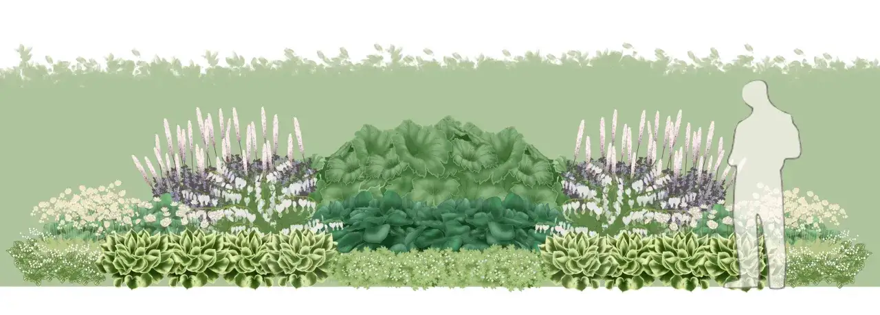 En illustration av en tr&auml;dg&aring;rdsdesign med perenner i skugga. Bland annat syns hosta, hj&auml;rtblomma och olika gr&auml;s.