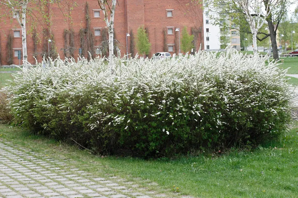En frodig buske med vita blommor, en av många spirea sorter, blommar vid en tegelbyggnad.