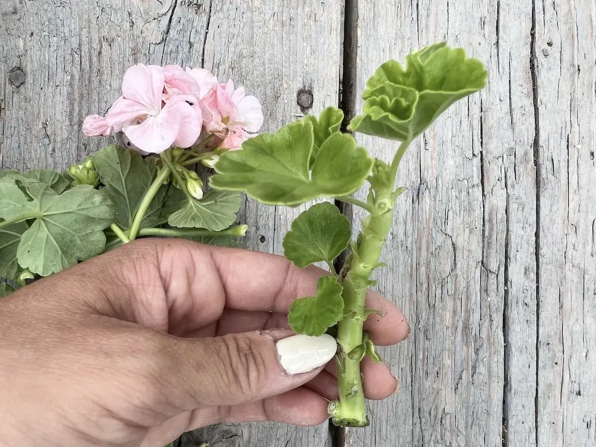 En hand h&aring;ller en stickling av pelargoner. Snart &auml;r det dags att ta in dem f&ouml;r vintern.
