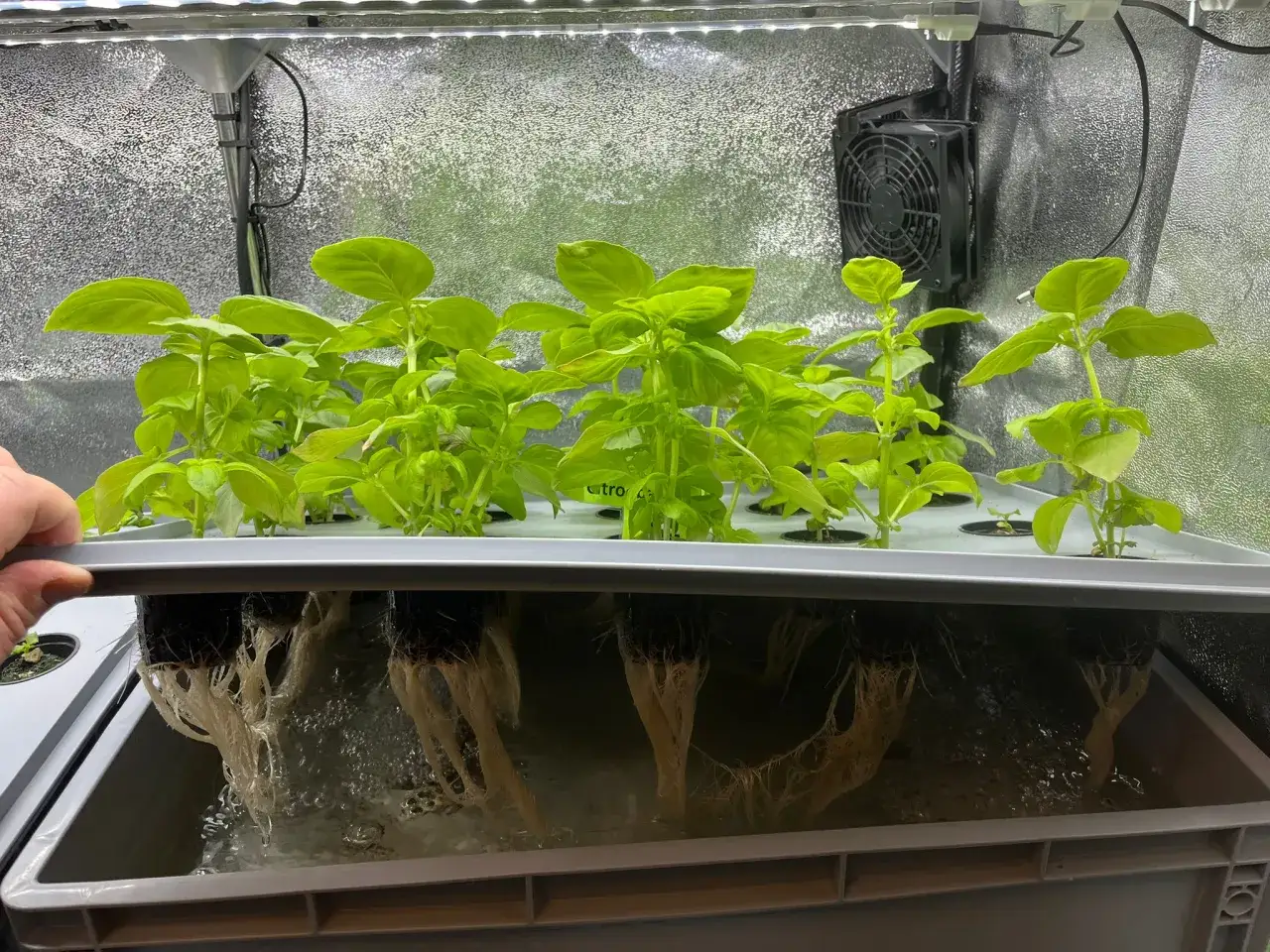 Fr&auml;scha gr&ouml;na blad fr&aring;n sallad som v&auml;xer i ett hydroponiskt system. R&ouml;tterna syns tydligt i det klara vattnet.