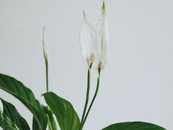 En fredskalla med vita blommor och gröna blad. En av blommorna har fått några gula blad, ett tecken på att den behöver lite extra kärlek.