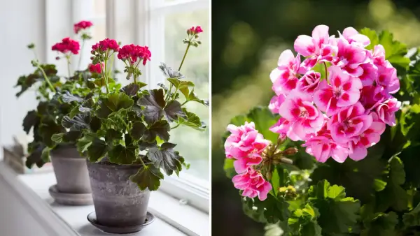 Två pelargoner, en med mörka blad och rosa blommor på en fönsterbräda, och en annan med ljusrosa blommor utomhus. Vissnesjuka pelargon kan se ut så här.
