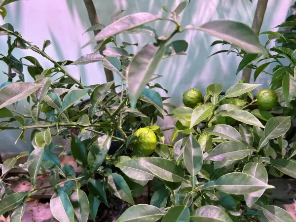 Gröna, omogna frukter på en gren av citrus aurantifolia, omgiven av blanka blad.