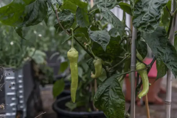 Gröna paprikor hänger från en planta. En perfekt dag att plantera paprika och se dem växa.