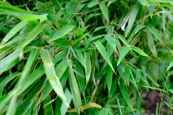 Tätt med gröna bambublad, en frodig bambu blomma som skapar en lugnande känsla.