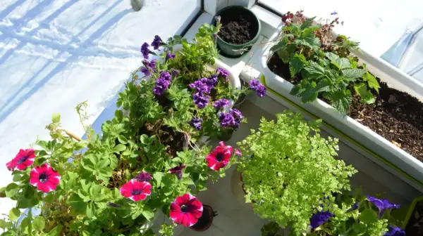 Färgglada blommor i krukor på en balkong, med snö utanför. En härlig syn av blommor balkong trots vintern.