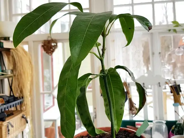 En ung mango planta i kruka, med gröna blad och en början till att odla mango.