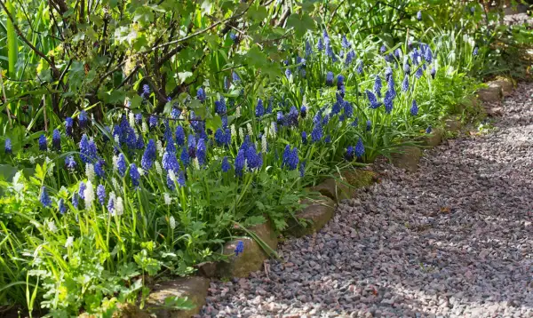 Blue and white grape hyacinths bloom along a gravel path bordered by stones.