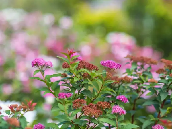 En buske med rosa blommor och bruna blomknoppar. Olika spirea sorter blommar i trädgården.