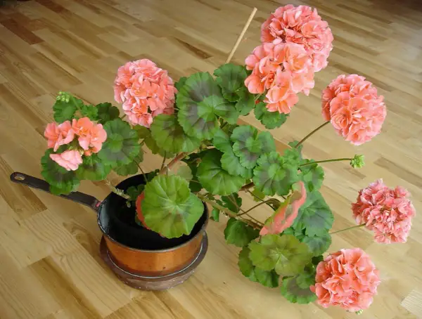 En vacker pelargon i en kopparkastrull. Det är dags att klippa pelargoner för att få dem att blomstra ännu mer.